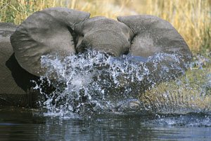 Wild elephant on safari, Namibia
