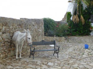 Castellar donkey