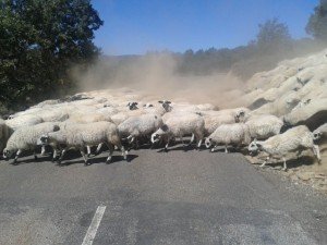 Lots of traffic in the mountains