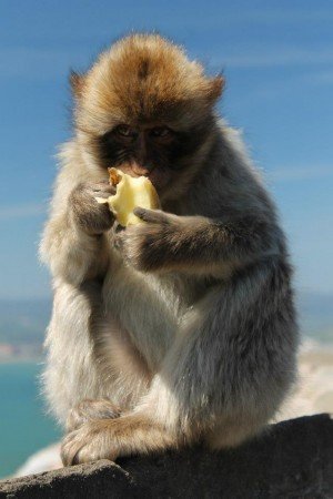 Gibraltar monkeys